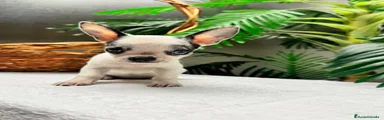 Chihuahua 1