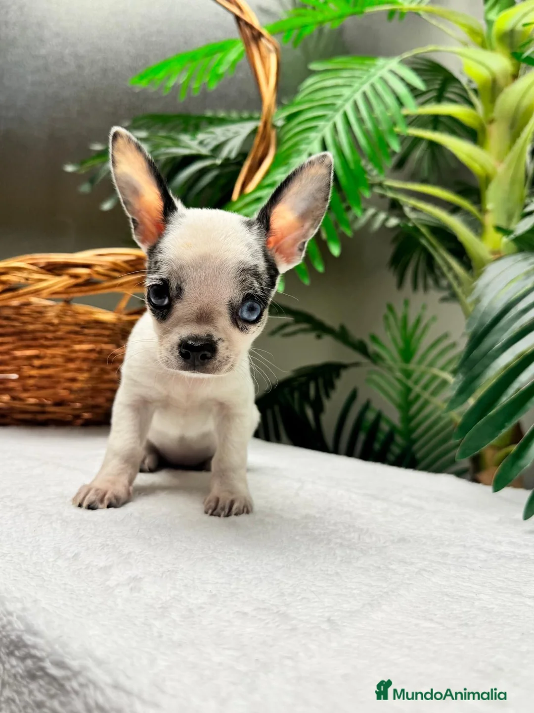 Chihuahua perros en venta: CHIHUAHUA HEMBRA - Anuncio 2