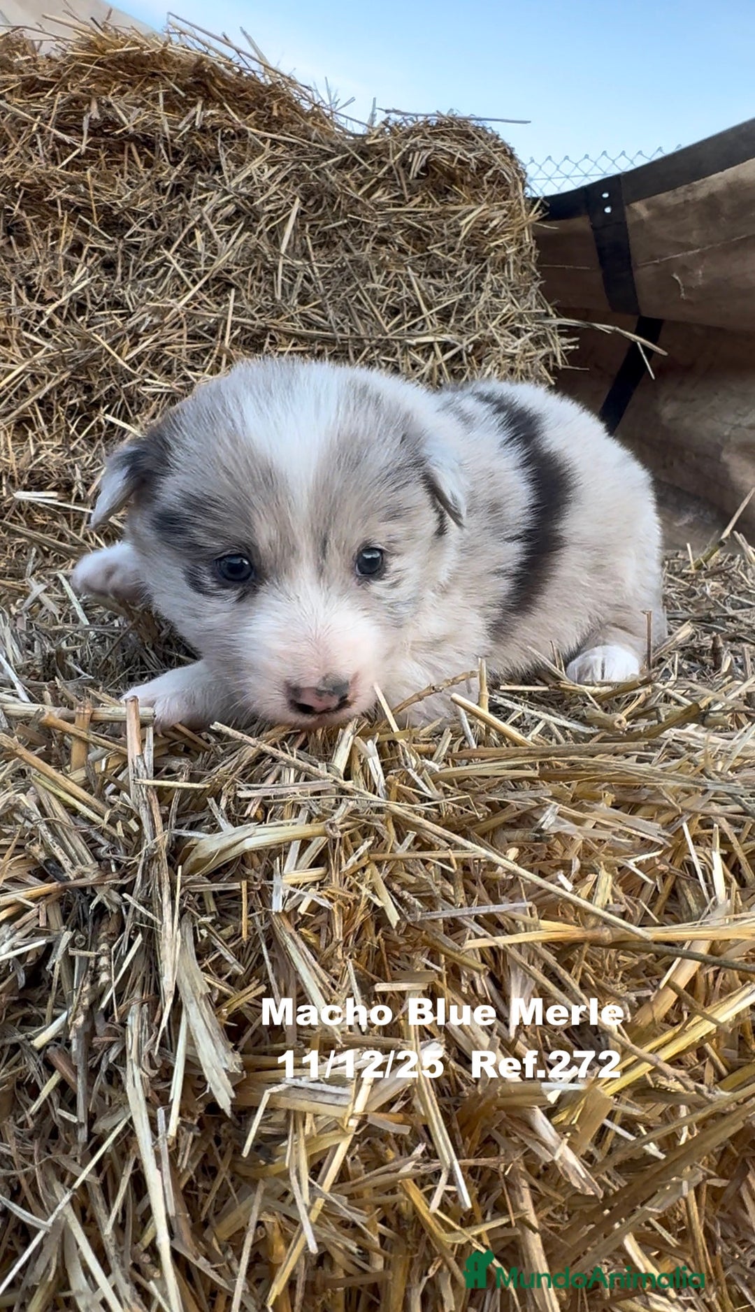 Border Collie perros en venta: Border Collie - Anuncio 16