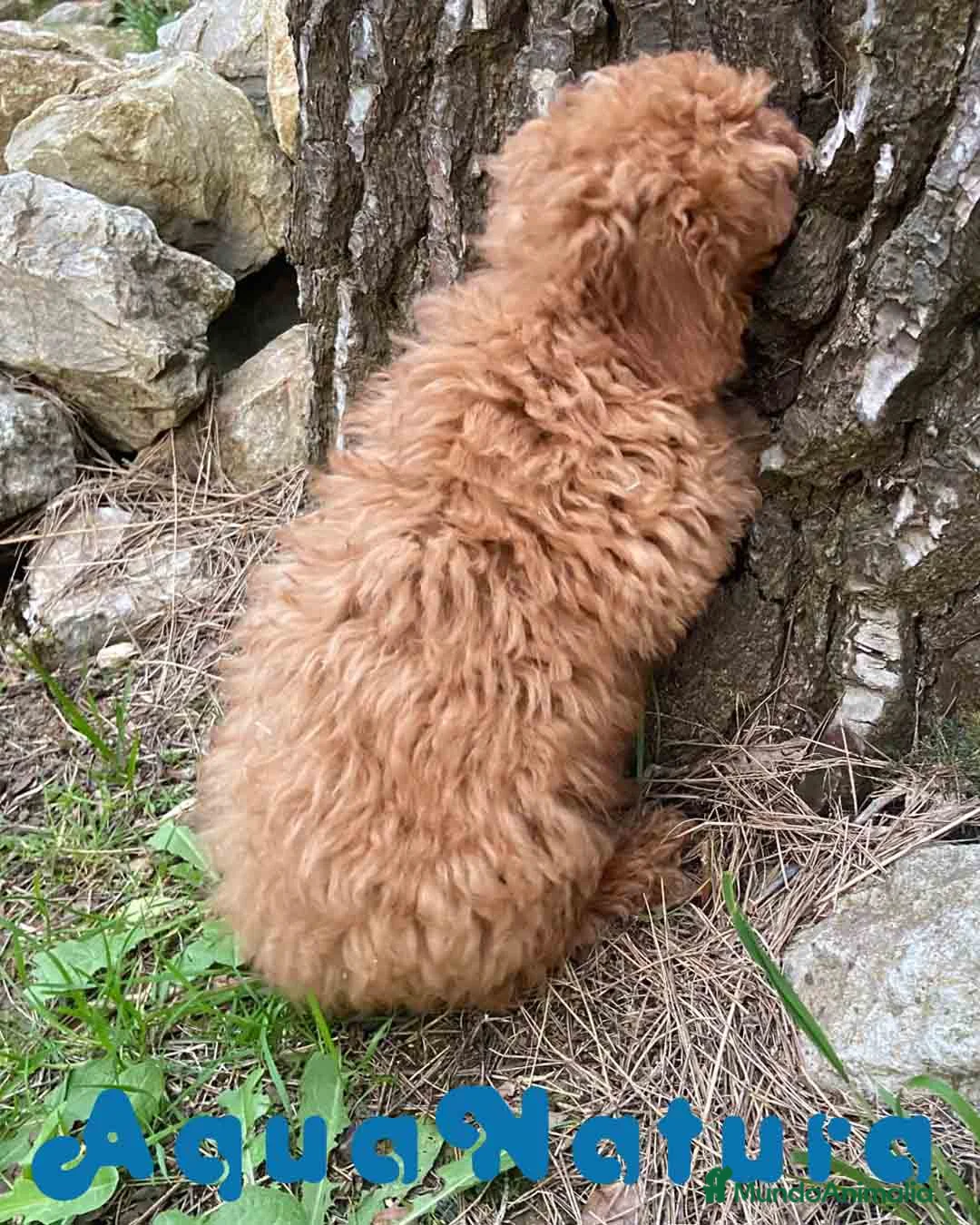 Caniche Enano perros en venta: Caniche Macho de Bella y Can 2021 AQUANATURA - Anuncio 8