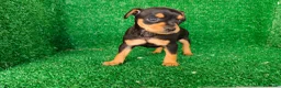 Pinscher Miniatura perros en venta: Pincher miniatura  - Anuncio 3