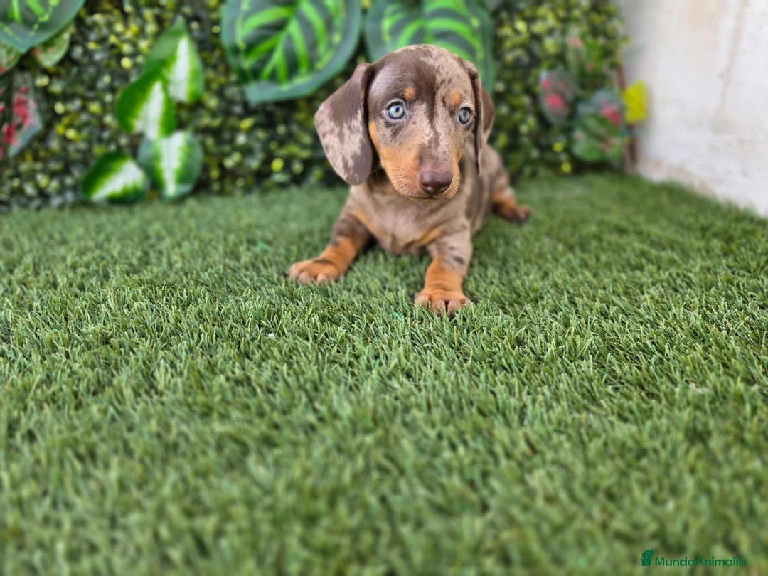 Teckel Miniatura perros en venta: TECKEL MINIATURA ARLEQUIN - Anuncio 2