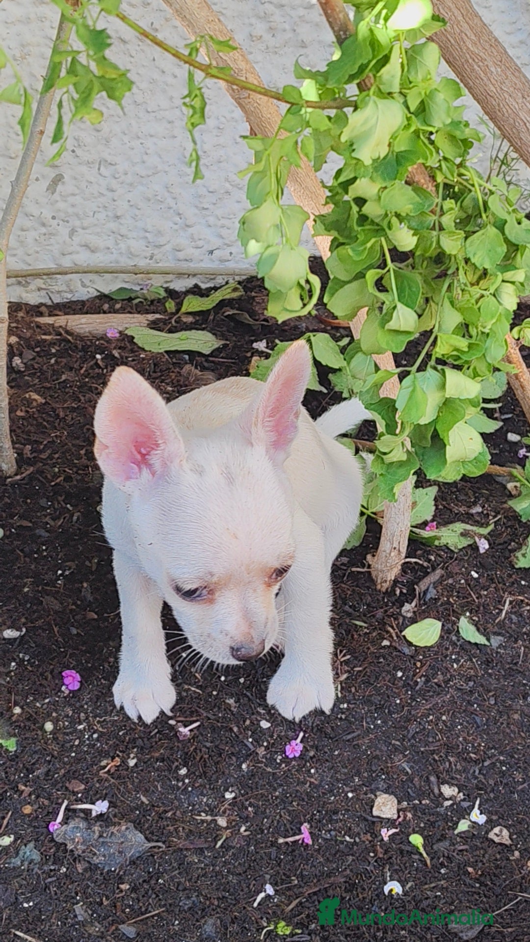 Chihuahua perros en venta: Chihuahua toy - Imagen 6