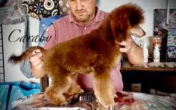 Raza Mixta perros en venta: Cachorros en Caraby Benidorm  - Imagen 1