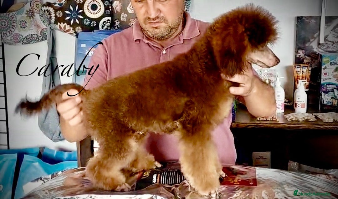 Raza Mixta perros en venta: Cachorros en Caraby Benidorm  - Imagen 1