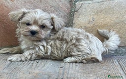 Maltipoo perros en venta: MALTIPOO DISPONIBLES♂️♀️ - Imagen 3