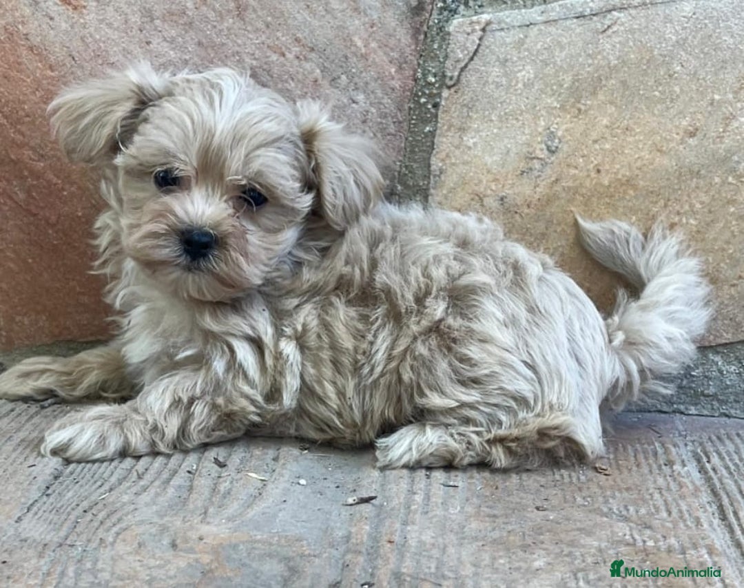 Maltipoo perros en venta: MALTIPOO DISPONIBLES♂️♀️ - Imagen 3