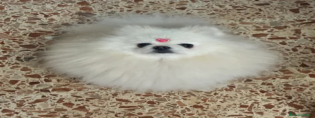 Yelly