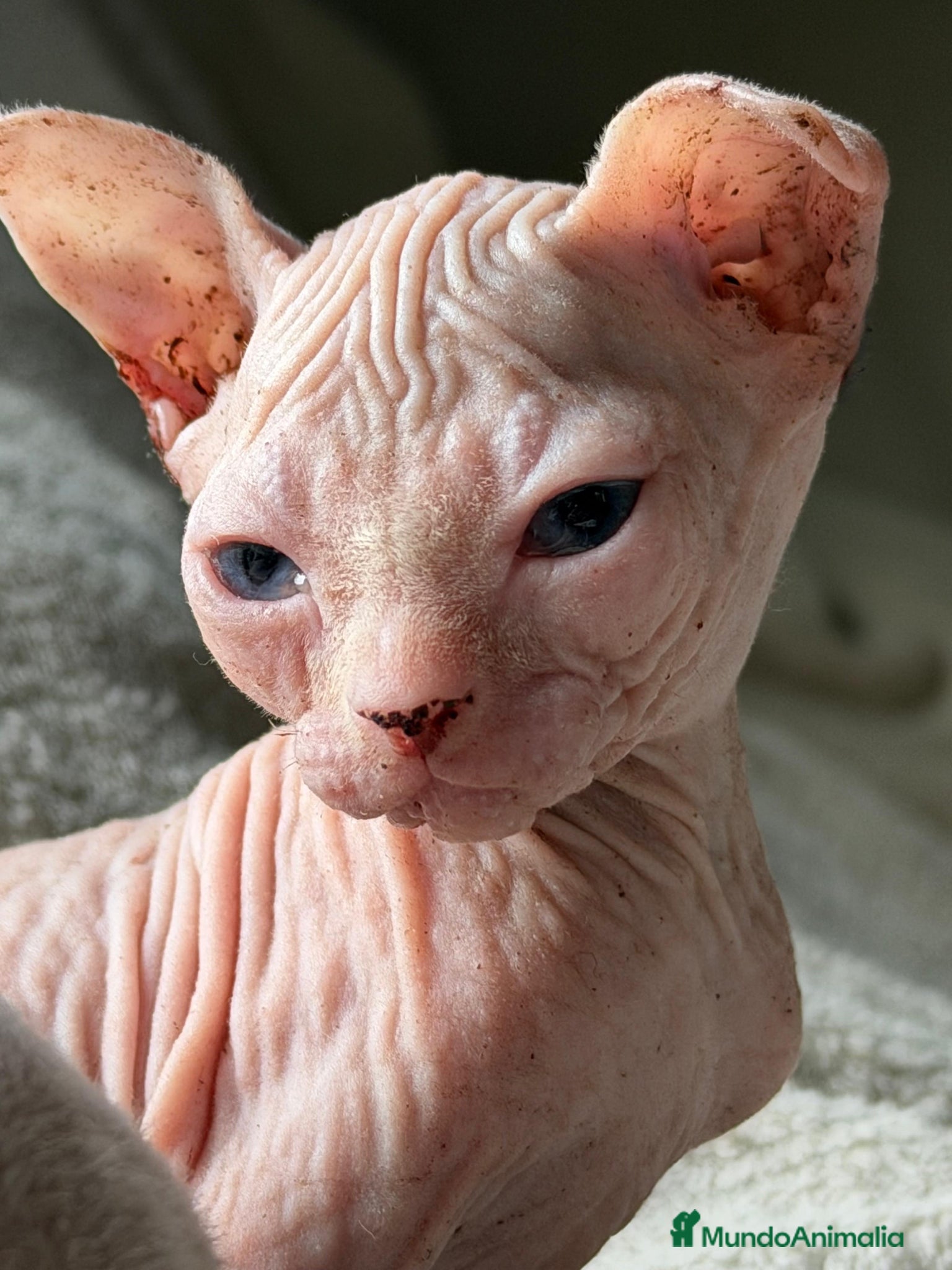 Sphynx gatos Camada Sphynx blanco - Anuncio 1