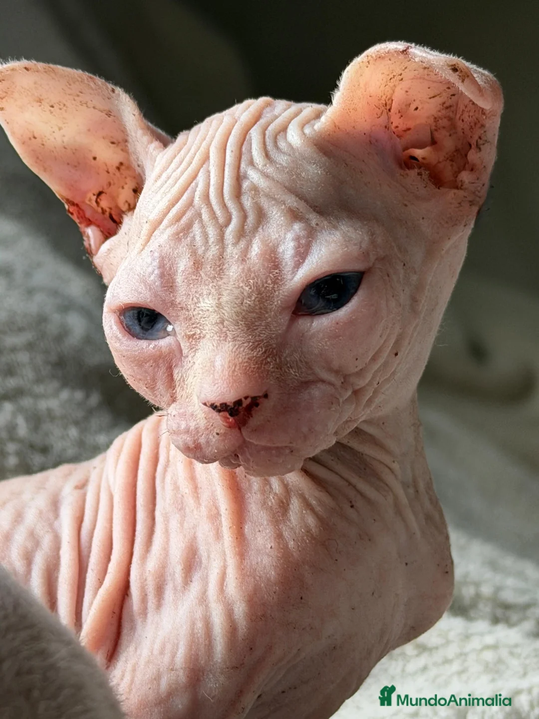 Sphynx gatos en venta: Camada Sphynx blanco - Anuncio 2