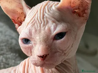 Sphynx gatos Camada Sphynx blanco - Anuncio 1