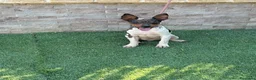 Gos Rater Valencià perros en venta: Cachorra ratonera valenciana arlequín  - Anuncio 4
