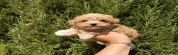 Maltipoo perros en venta: Maltipoo Toy disponibles !!! TOY - Anuncio 8
