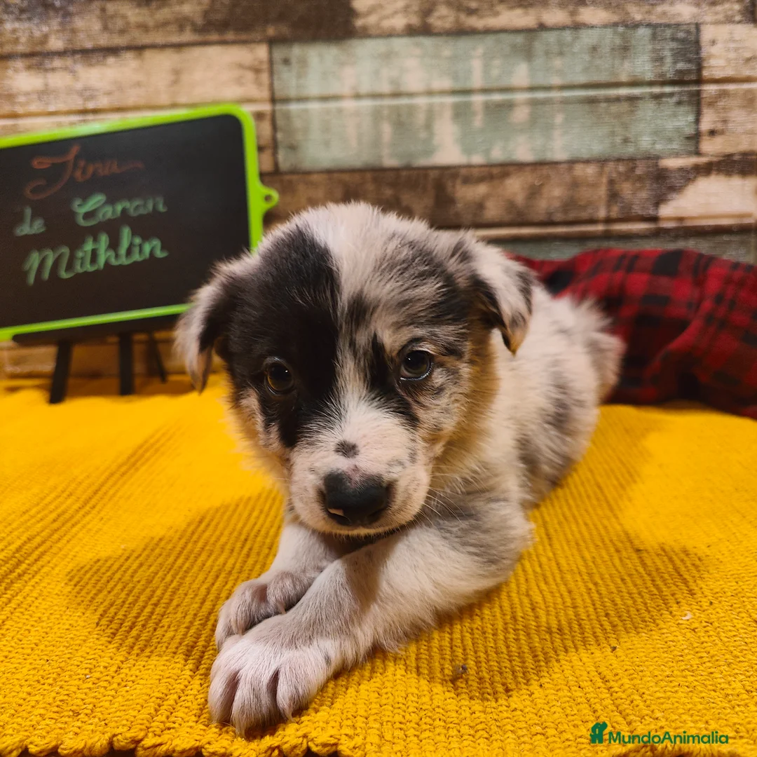 Border Collie perros en venta: Cachorros Border Collie listos para entregar - Anuncio 8