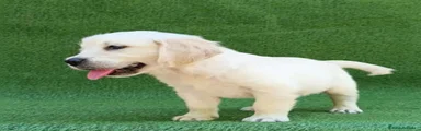 Golden Retriever 1