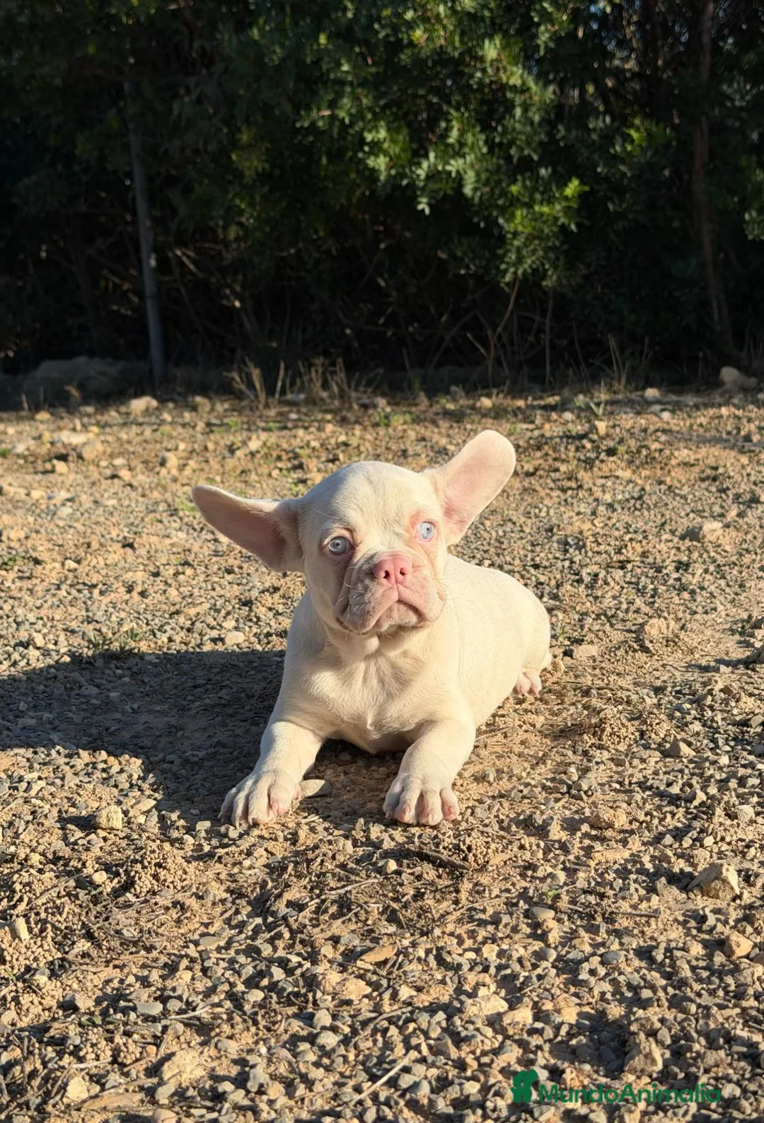 Bulldog Francés perros en venta: BULLDOG FRANCÉS - 💖 HEMBRAS DISPONIBLES 💖 - Anuncio 2