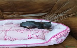 Chihuahua perros en venta: CHIHUAHUA TOY  - Imagen 8