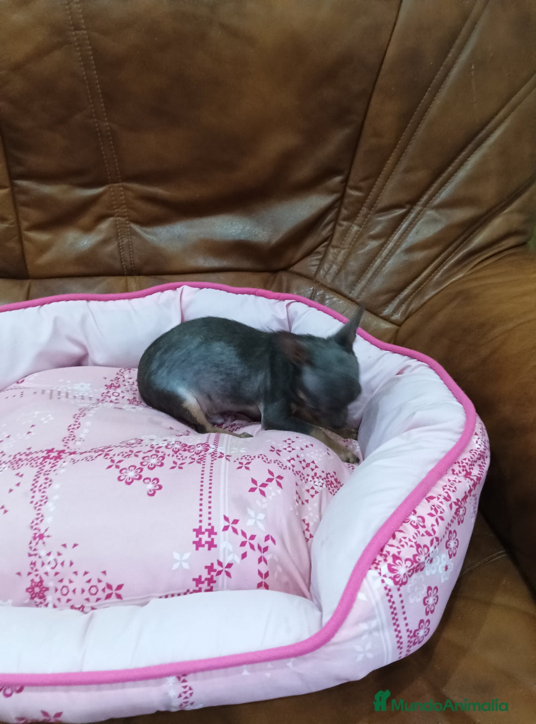 Chihuahua perros en venta: CHIHUAHUA TOY  - Imagen 8
