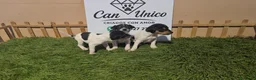 Ratonero Bodeguero Andaluz perros en venta: Bodeguero Andaluz-Calidad, seriedad y seguimiento - Anuncio 7