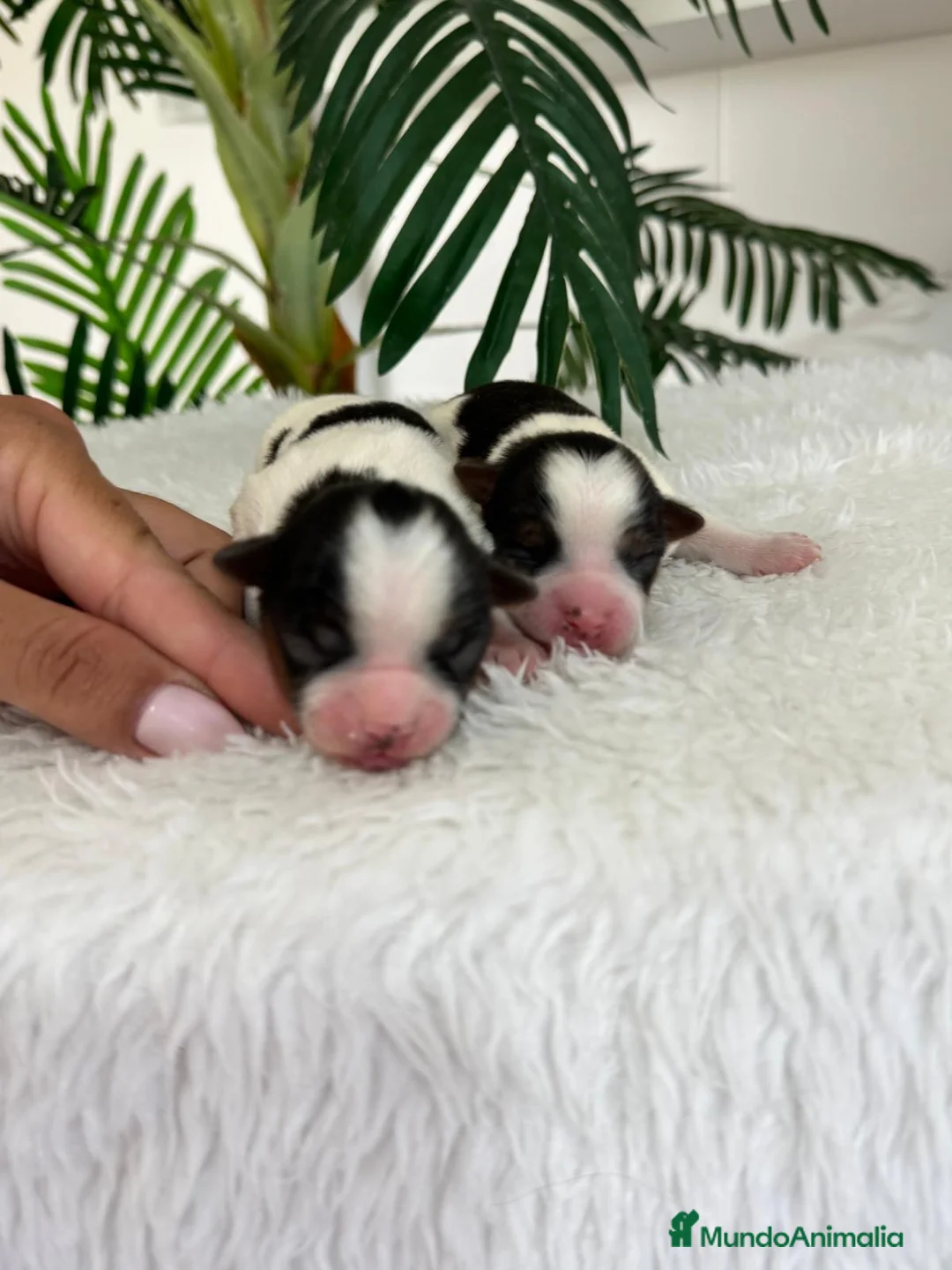Yorkshire Terrier perros en venta: YORKSHIRE BIEWER MACHO DISPONIBLES - Anuncio 1