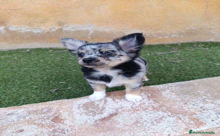 Chihuahua perros - Anuncio 5