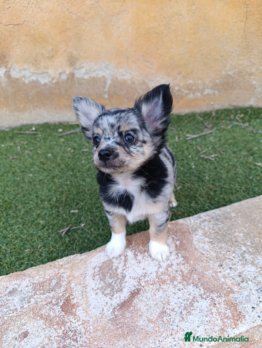 Chihuahua perros en venta: chihuahua pelo largo - Imagen 1