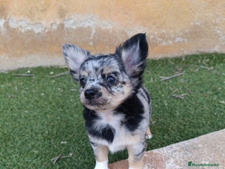 Chihuahua perros - Anuncio 1