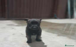 Pastor Belga Malinois perros en venta: PASTOR BELGA MALINOIS - Anuncio 5