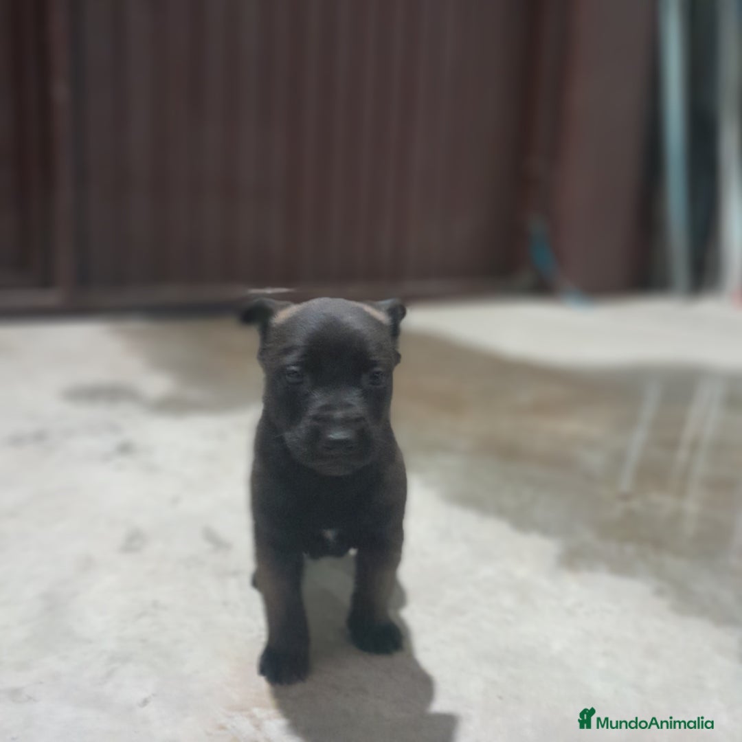 Pastor Belga Malinois perros en venta: PASTOR BELGA MALINOIS - Anuncio 5