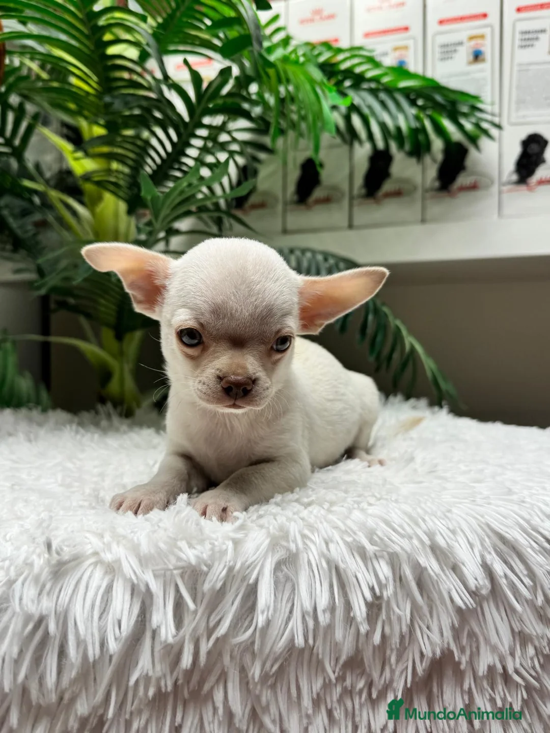 Chihuahua perros en venta: CHIHUAHUA MACHO-OJOS AZULES - Anuncio 2