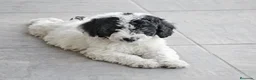 Perro de Agua Español perros en venta: Perro de agua , cachorros  - Anuncio 25