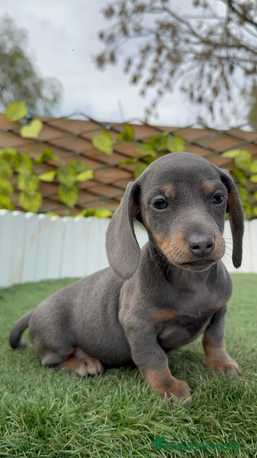 Teckel Miniatura perros en venta: TECKEL BLUE HEMBRA - Anuncio 3