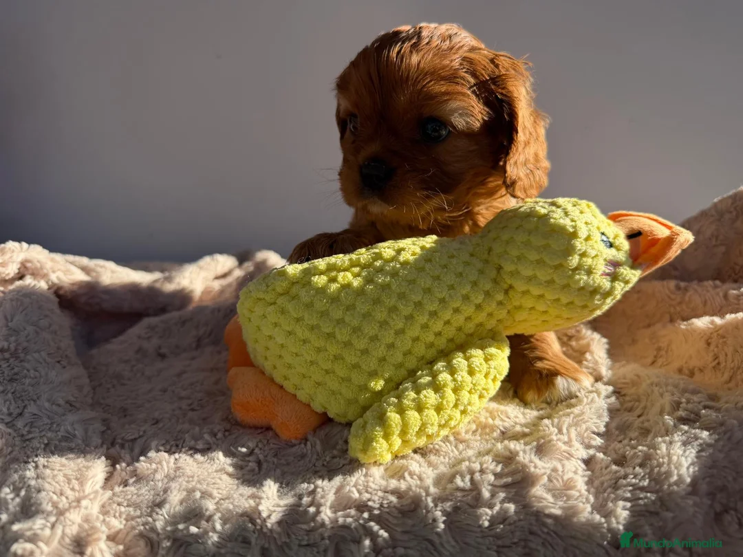 Cavalier King Charles Spaniel perros en venta: Cachorro Cavalier negro fuego y ruby  - Anuncio 5