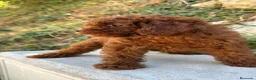 Caniche Enano perros en venta: Caniche En Girona  - Anuncio 3