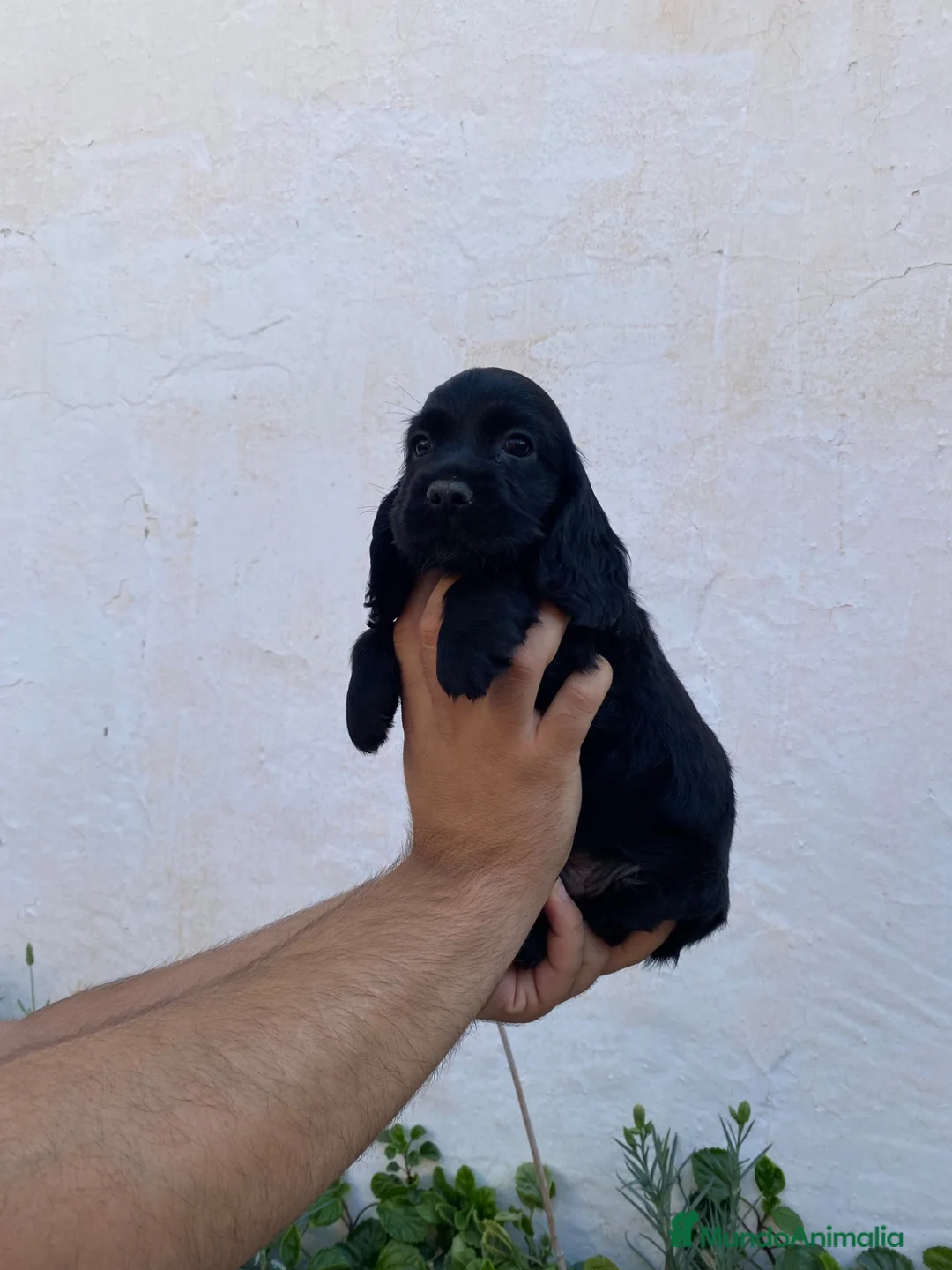 Cocker Spaniel Inglés perros en venta: Cachorro de Cocker Spaniel  - Anuncio 1