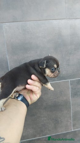 Bulldog Francés perros - Anuncio 17