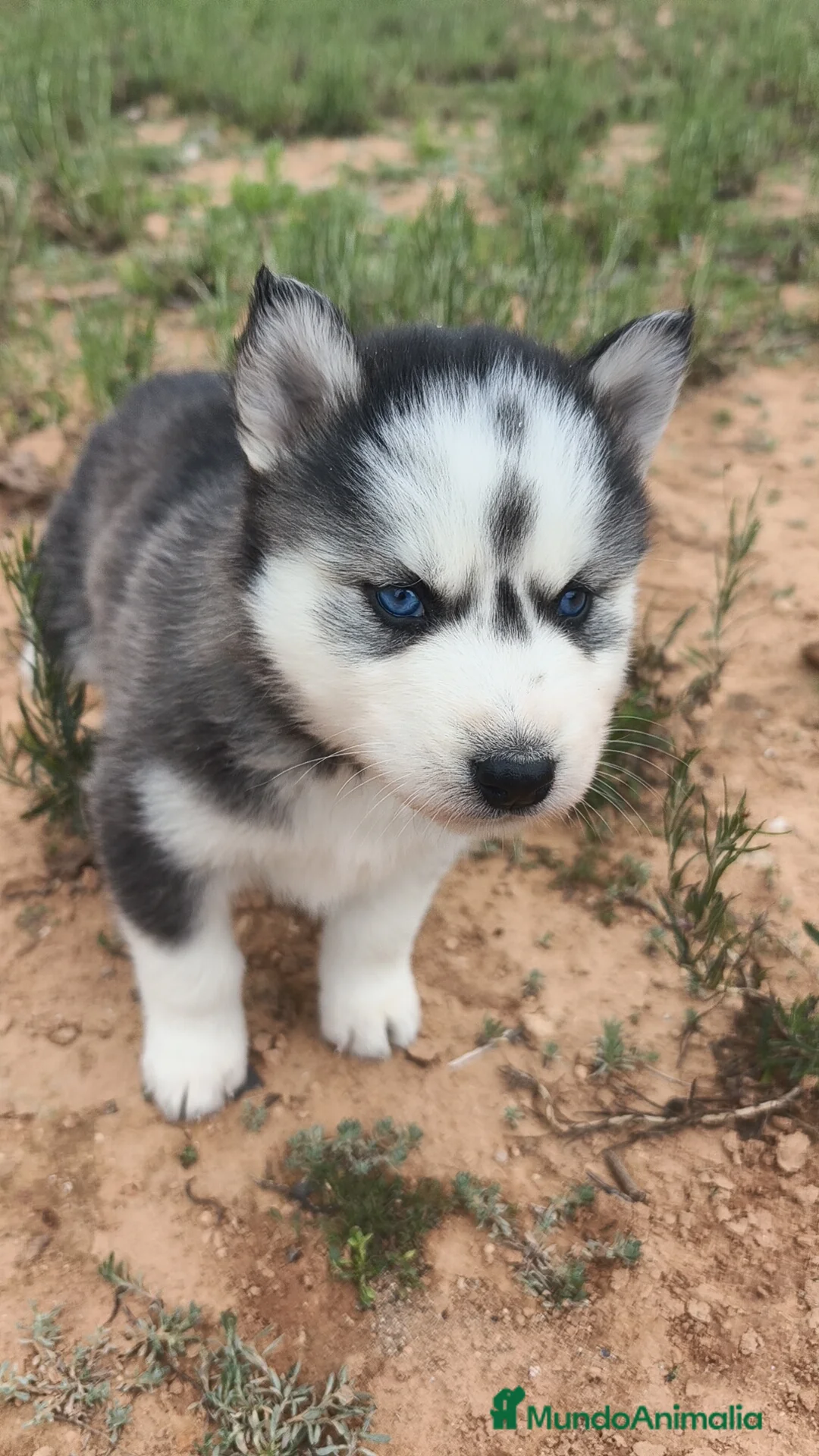 Husky Siberiano perros en venta: Husky SIBERIANO Macho y Hembra  - Anuncio 8