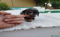 Teckel perros en venta: Teckel  - Imagen 3
