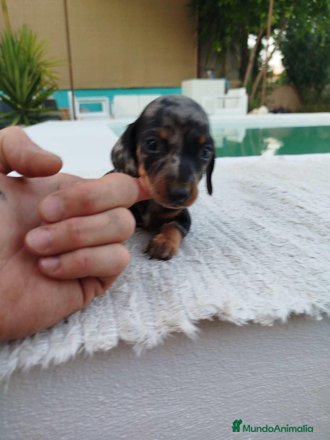 Teckel perros en venta: Teckel  - Imagen 3
