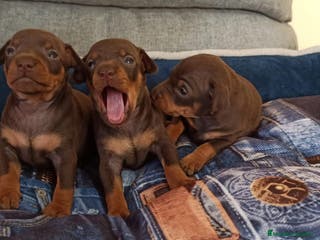 Pinscher Miniatura perros Cachorros disponibles pinscher en Cáceres - Anuncio 19