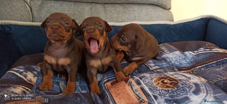 Pinscher Miniatura perros en Cáceres - Anuncio 4