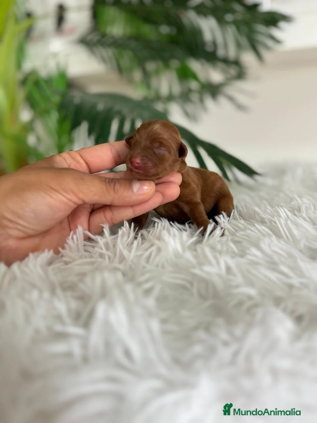 Maltipoo perros en venta: MALTIPOO ROJA - Anuncio 1