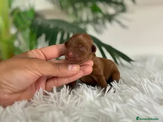 Maltipoo perros MALTIPOO ROJA - Anuncio 4