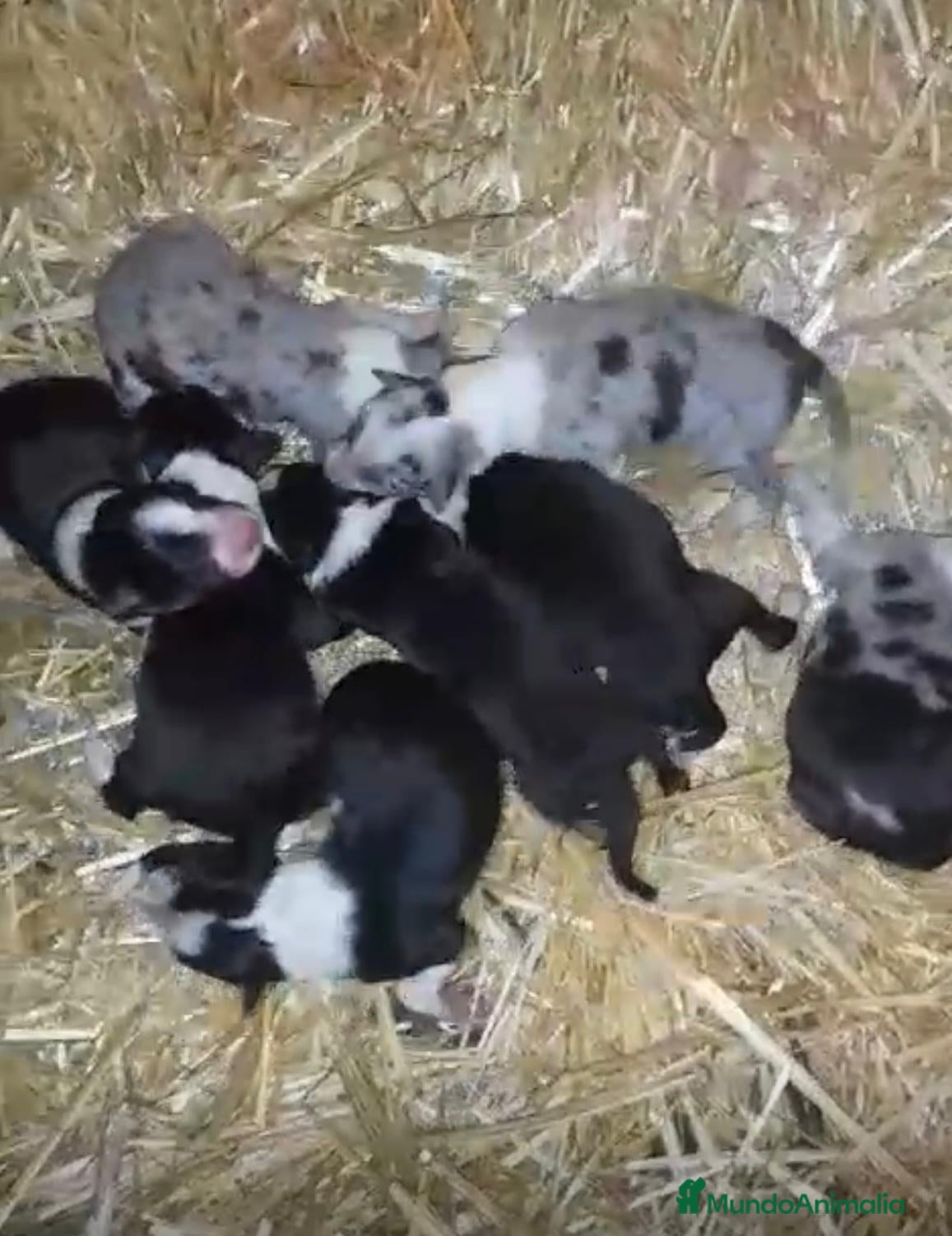 Border Collie perros Border collie nueva camada  - Anuncio 3