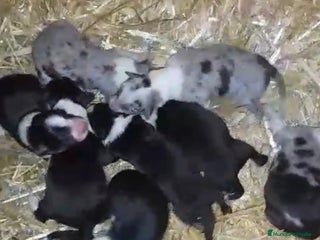 Border Collie perros Border collie nueva camada - Anuncio 3