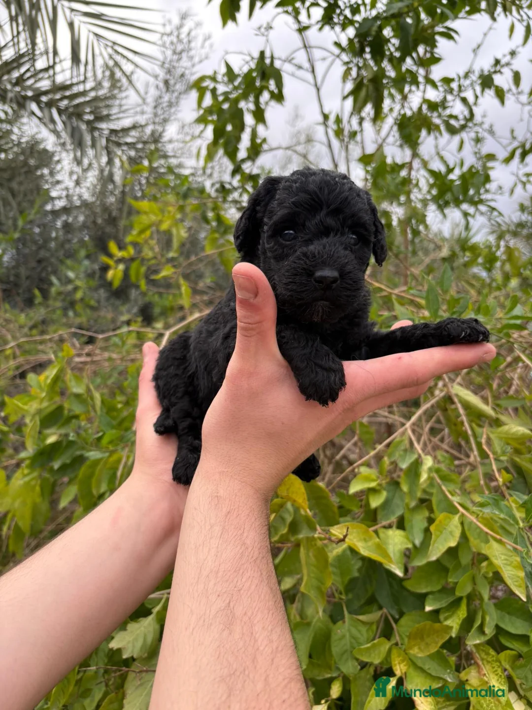 Labradoodle perros en venta: Labradoodle  - Anuncio 1