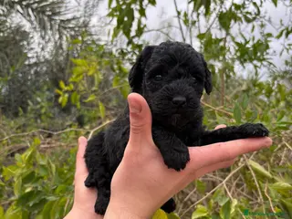 Labradoodle perros Labradoodle - Anuncio 1