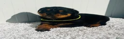 Rottweiler perros en venta:  Rottweiler  en Sevilla - Anuncio 5