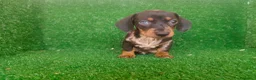 Teckel Miniatura perros en venta: Teckel miniatura  - Anuncio 7