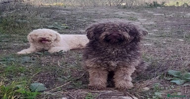 Perro de Agua Español perros Perro de agua!!? - Anuncio 8
